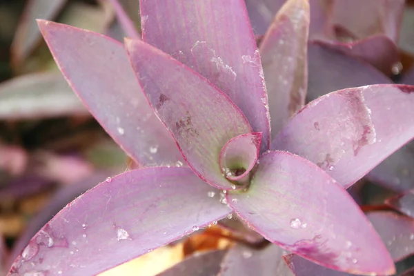 Top tree of Purple heart or Purple Tradescantia, droplets on light purple leaves. Another name is Oyster plant, Boat-lily, Oyster Lily.