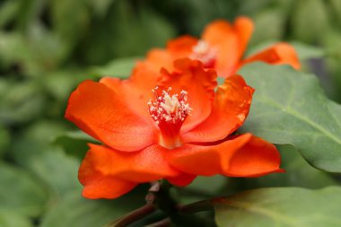 Gül kaktüsünden parlak turuncu bir çiçek ya da balmumu gülü ve bulanık yeşil yapraklı arka plan. Çiçek açıyor petasl ve beyaz polen, Tayland.