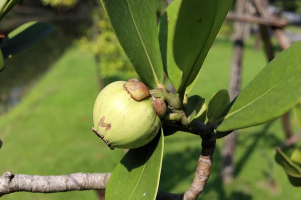 애플의 열매와 가지에 잎입니다 이름은 Copey Clusia Balsam Apple Antognaph — 스톡 사진