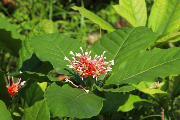 Indische Schlangenwurzel Oder Rauwolfia Baum Blume Und Blätter Der Natur — Stockfoto