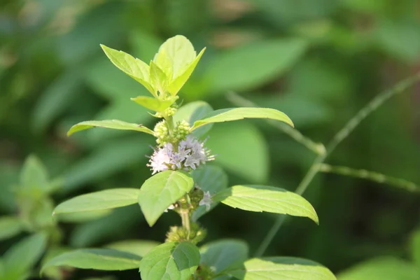 Europäische Pennyroyal Bäume Der Natur Ein Anderer Name Ist Pennyroyal — Stockfoto