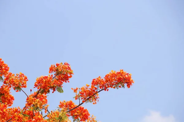 Orange Flowers Flame Tree Royal Poinciana Blooming Light Blue Sky — Stock Photo, Image