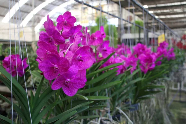 Reihe Von Vanda Orchideen Hängen Drinnen Violette Blüten Und Grüne — Stockfoto