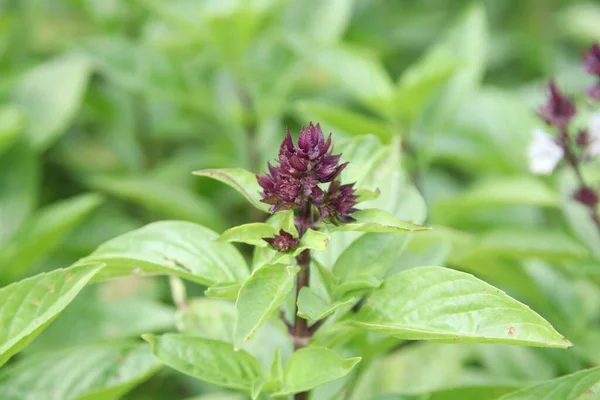 Tayland Fesleğeni Veya Tatlı Fesleğen Mor Tomurcuklar Yapraklar Bulanık Yeşil — Stok fotoğraf