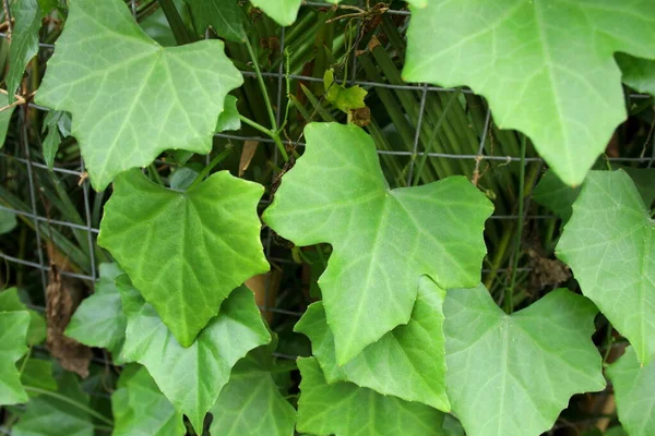 Folhas Verdes Ivy Gourd Coccinia Tailândia Folha Coccinia Ingrediente Sopa — Fotografia de Stock