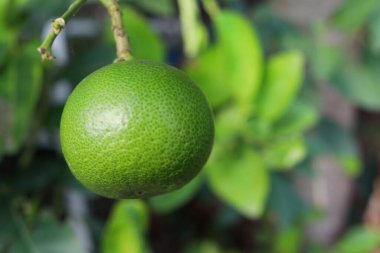 Yeşil bir kireç ve bulanıklık doğada, Tayland 'da bir arka plan bırakır. Limon meyvesi Tayland salatası ve Tom Yum için favori malzemedir..