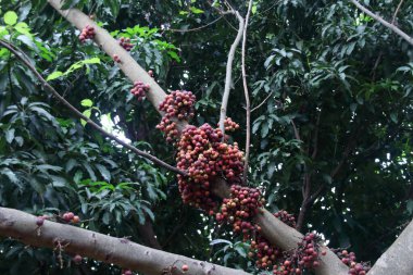 Bagajda kırmızı, kahverengi, turuncu ve yeşil incir meyveleri ve Tayland 'ın arka planında koyu yeşil yapraklar var. Bir diğer isim de Hint ağacı, Goolar inciri..