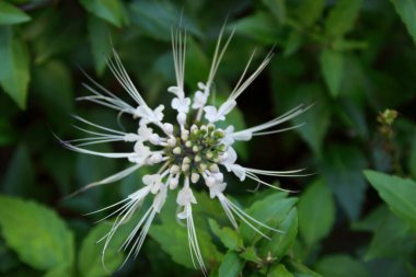 Böbrek Çayı 'nın en iyi manzarası, Tayland' ın dalında çiçek açıyor. Bir diğer isim Kedi Bıyığı, Java çayı..