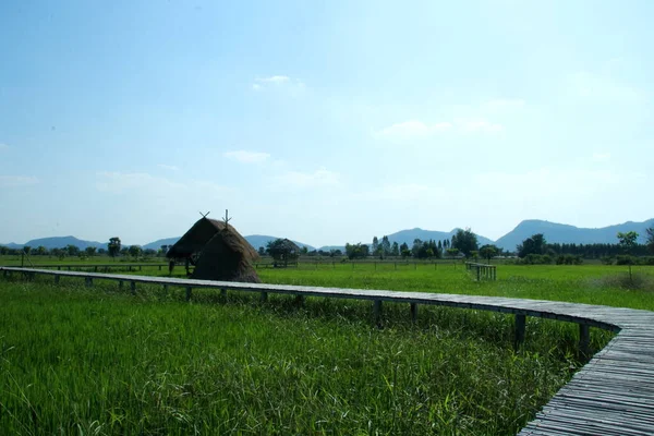 在泰国 竹子走进绿色稻田 走道旁边的小棕色小屋 还有明亮的蓝天背景 — 图库照片