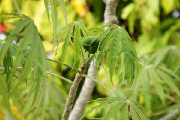 Fruit Graines Jatropha Multifida Sur Les Branches Brouiller Les Feuilles — Photo