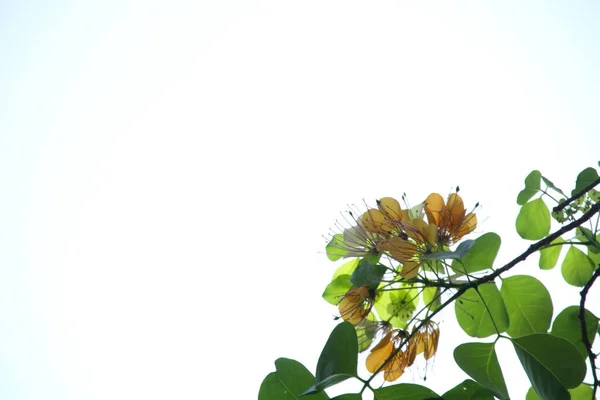 Flower Crateva Blooming Branch Green Leaves Right Frame White Sky — Stock Photo, Image