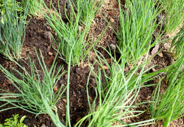 Group Scallion Growing Land Rural Thailand Thai People Used Raw — Stock Photo, Image