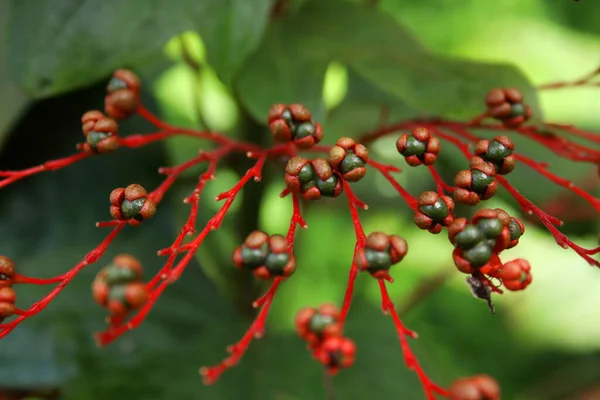 Dunkelgrüne Früchte Der Pagode Pflanze Oder Pagode Blume Sind Auf — Stockfoto