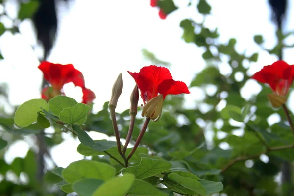 Red Flower Red Bauhinia Nasturtium Bauhinia Blooming Branch Blur Green — Stock Photo, Image