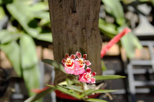 Λαμπερό Κόκκινο Tulumnia Φανταχτερό Λουλούδι Ορχιδέας Oncidium Της Χορεύτριας Ορχιδέας — Φωτογραφία Αρχείου