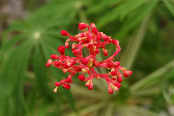 Flor Vermelha Broto Sementes Jatropha Multifida Ramo Borrão Folhas Verdes — Fotografia de Stock