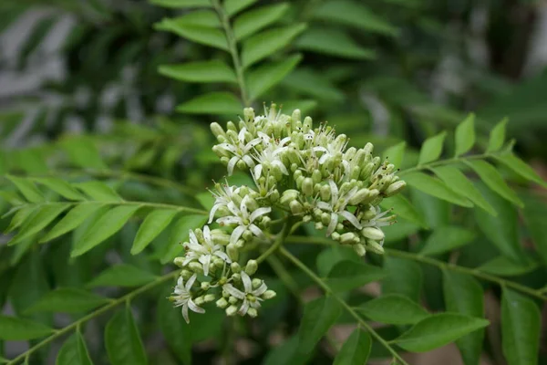 Junge Blüten Von Curry Blättern Auf Zweig Einige Blüten Blühen — Stockfoto