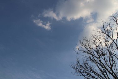 Ağacın kuru dalları, beyaz bulut ve mavi gökyüzü arka planı.
