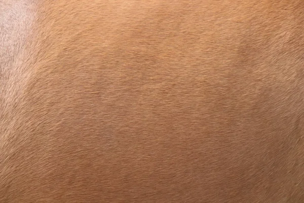 马背皮肤上的棕色头发 — 图库照片