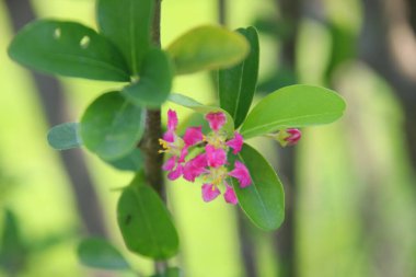 Tayland kirazının pembe çiçekleri dalda ve yeşil yapraklarda, Tayland.