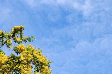 Birmanya Abanozu veya Burma Padauk 'un sarı çiçekleri ve mavi gökyüzü arka planı, Tayland.