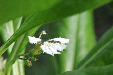 Plajın beyaz çiçeği Naupaka ve bulanık yeşil yapraklar, Tayland.