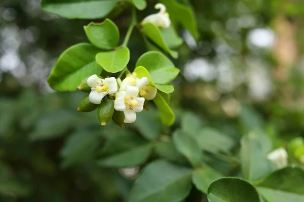 Fehér Virágok Lime Bogyó Virágzik Ágon Zöld Levelek Elmosódott Zöld — Stock Fotó
