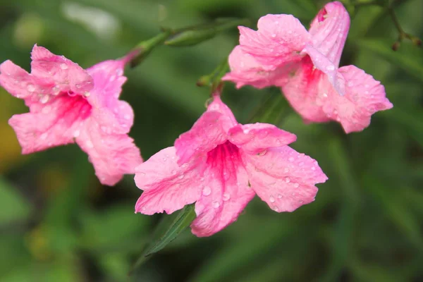 Flores Cor Rosa Popping Pod Borrão Verde Folhas Fundo Gotas — Fotografia de Stock