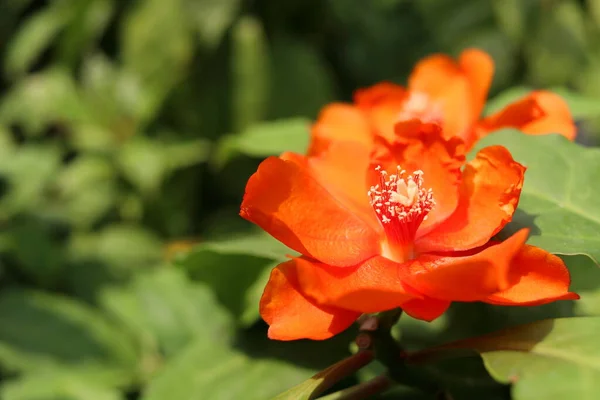 Bright Orange Flower Rose Cactus Wax Rose Blur Green Leaves — Stock Photo, Image