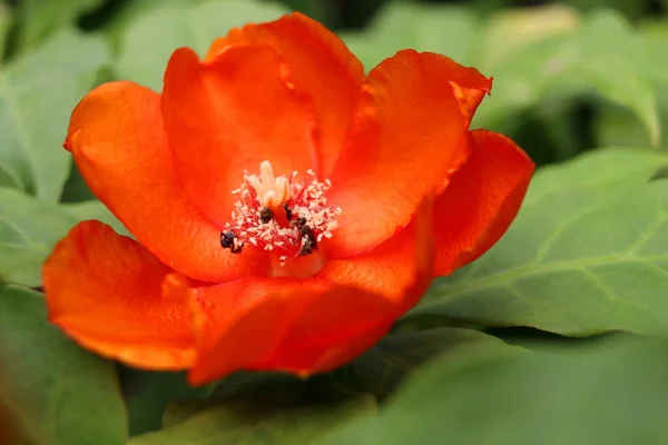 A bright orange flower of Rose cactus or Wax Rose and blur green leaves background. Flower is blooming open petasl and white pollen, Thailand.