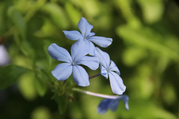 Light Blue Flower Cape Leadwort White Plumbago Blooming Blur Green — Stock Photo, Image