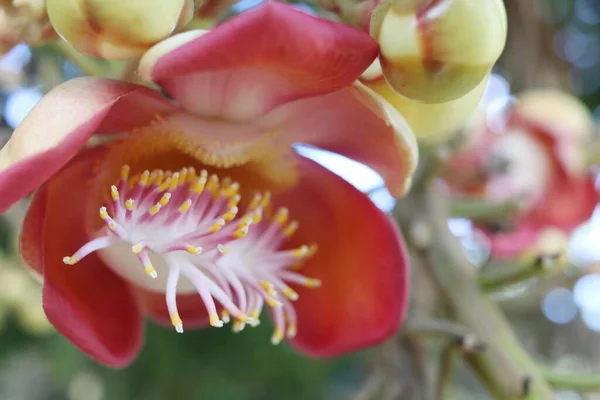 Uma Flor Canhão Está Florescendo Borrão Fundo — Fotografia de Stock