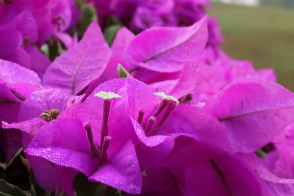 Fleurs Bougainvillea Violet Clair Fleur Papier Les Gouttelettes Sont Sur — Photo