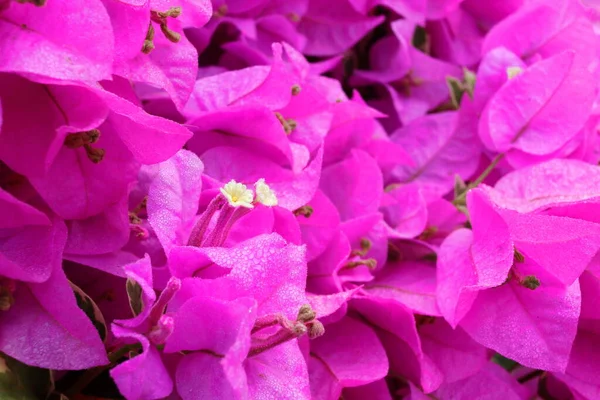 Açık Mor Bougainvillea Çiçeği Kağıt Çiçek Damlacıklar Çiçek Yapraklarında — Stok fotoğraf