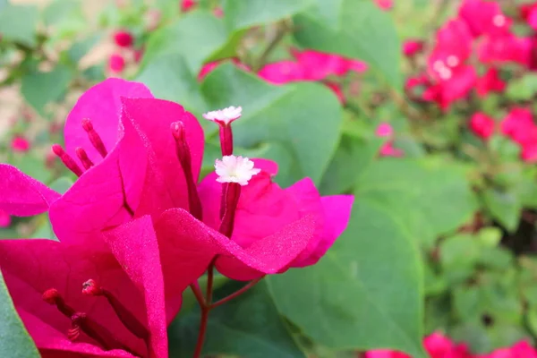 Červené Květy Bougainvillea Nebo Papírové Květy Jsou Větvi Zelené Listy — Stock fotografie