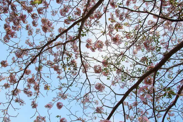 Pink Flowers Pink Trumpet Tree Pink Tecoma Branches Blue Sky — Stock Photo, Image