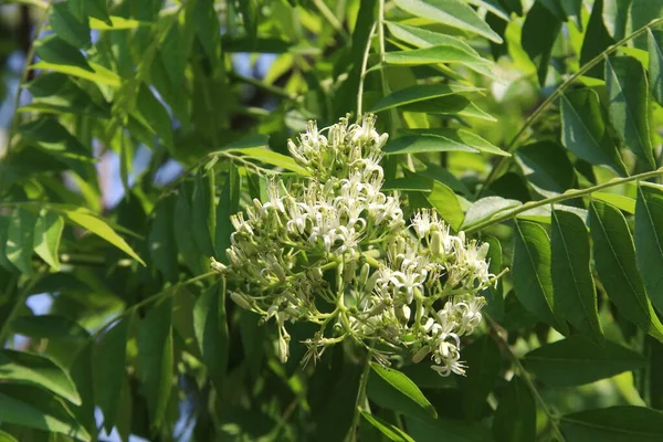 Weiße Blüten Von Curry Blättern Blühen Auf Zweigen Und Ästen — Stockfoto