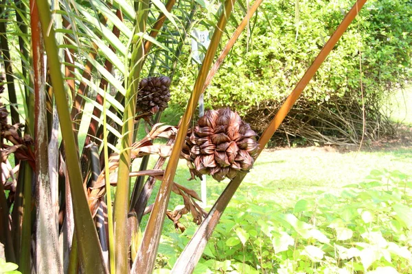 尼帕棕榈的果实和树 — 图库照片