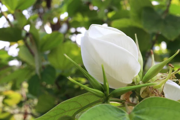 Una Flor Blanca Joven Del Árbol Orquídea Está Fondo Rama —  Fotos de Stock