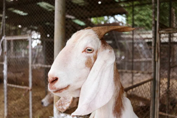 Tvář Bílé Kozy Rozmazané Pozadí Klece — Stock fotografie