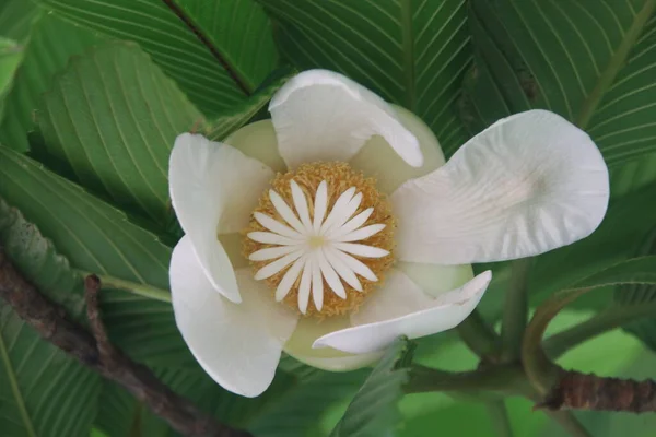 Fil Elmasının Beyaz Çiçeği Yeşil Yapraklar Arka Plan Tayland — Stok fotoğraf