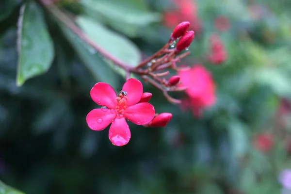 Red Flowers Spicy Jatropha Cotton Leaved Jatropha Green Leaves Background — Stock Photo, Image