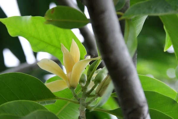 在泰国的枝叶和绿叶的背景上盛开着淡黄色的香蕉花 另一个名字是白色檀香木或白色翡翠兰花树 — 图库照片