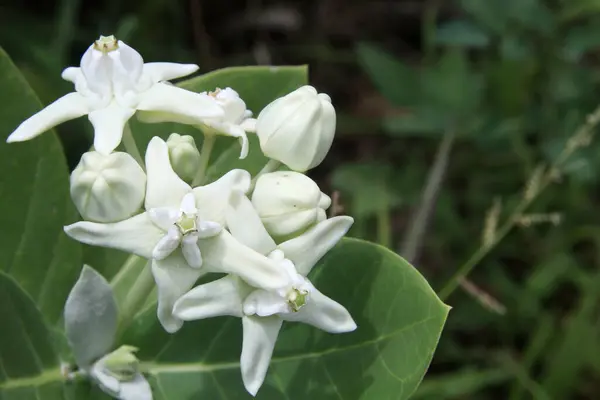 Witte Knop Bloeiende Bloem Van Giant Indian Milkweed Gigantic Swallowwort — Stockfoto