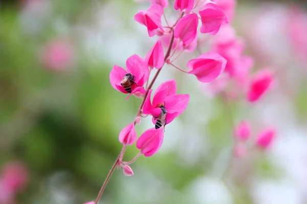 Branch Bright Pink Flowers Maxican Creeper Insect Another Name Bee — Stock Photo, Image