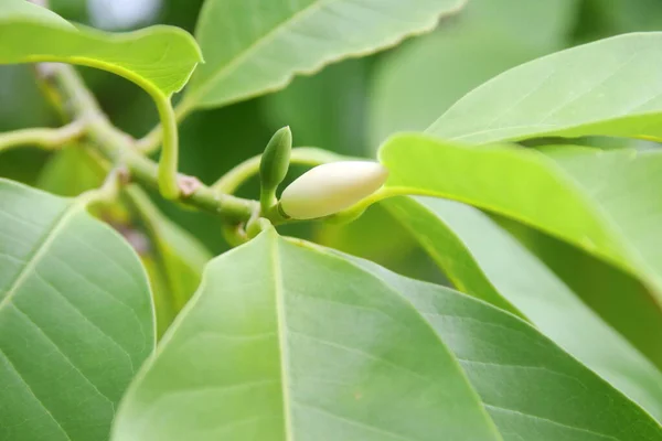 Jasnożółty Pączek Białej Champaka Gałęzi Zielonych Liściach Tajlandia Inne Nazwisko — Zdjęcie stockowe