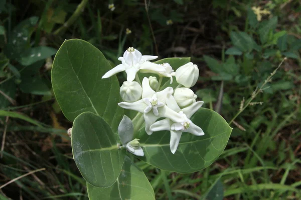 Weiße Knospe Und Blühende Blume Der Riesen Indischen Milchkraut Oder — Stockfoto