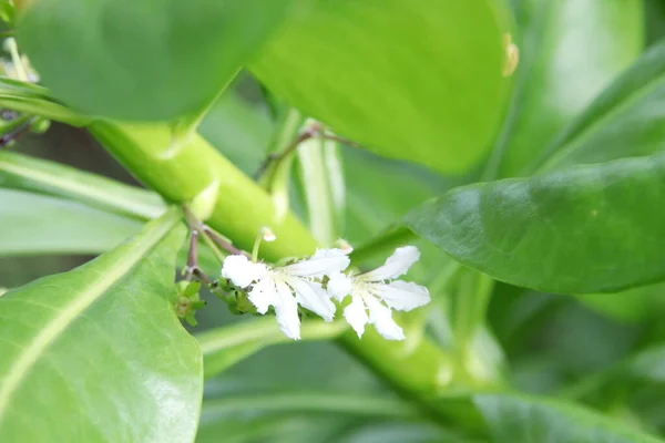 Flor Branca Praia Naupaka Desfoque Folhas Verdes Tailândia — Fotografia de Stock