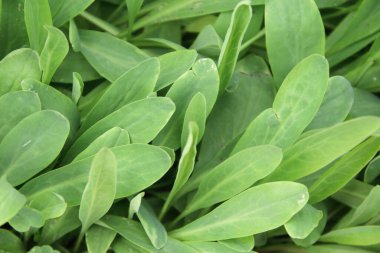 Lactuce Debilis 'in yeşil yaprakları Maksim, Tayland.