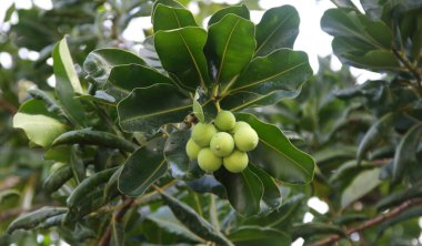 Hint Laurel 'in taze meyvesinin açık yeşil meyvesi ve yeşil koyu yapraklı fırın, Tayland. Bir diğer isim de İskenderiye defne, Bornero maun ağacı ve güzel yaprak..